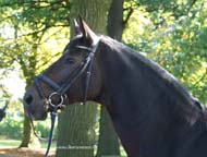 don marco hoved
